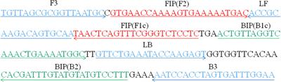 Loop-Mediated Isothermal Amplification Coupled With Nanoparticle-Based Biosensor: A Rapid and Sensitive Method to Detect Mycoplasma pneumoniae